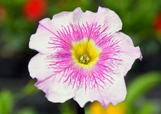 En er zullen in de toekomst meer 'mascara'-types komen. Het behoort tot het Top Tunia assortiment en volgens Padana zijn de prestaties in de zomer van deze serie geweldig. "Je kunt het vergelijken met een interspecifieke petunia. Het is een superpetunia en geen normale petunia. En ze hebben proeven in Verona, Italië, waar telers kunnen zien hoe de planten presteren in warme weersomstandigheden. "